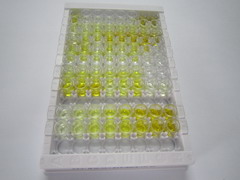 ELISA Kit for Ferritin, Heavy Polypeptide (FTH)