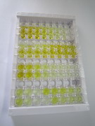 ELISA Kit for Green Fluorescent Protein (GFP)