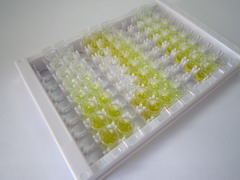 ELISA Kit for Cyclin B2 (CCNB2)