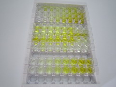 ELISA Kit for Cytochrome P450 3A4 (CYP3A4)