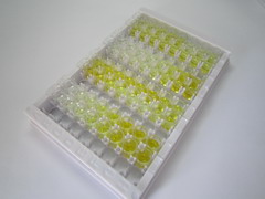 ELISA Kit for Cytochrome P450 24A1 (CYP24A1)