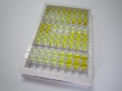 ELISA Kit for Lactate Dehydrogenase C (LDHC)