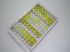 ELISA Kit for 4-Hydroxyphenylpyruvate Dioxygenase (HPD)