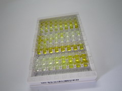 ELISA Kit for Sodium/Glucose Cotransporter 1 (SGLT1)