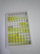 ELISA Kit for Glutamate Receptor, Ionotropic, N-Methyl-D-Aspartate 2A (GRIN2A)