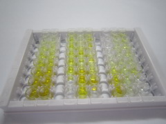 ELISA Kit for Claudin 2 (CLDN2)