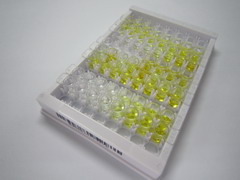 ELISA Kit for Claudin 5 (CLDN5)