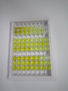 ELISA Kit for Doublecortin Like Kinase 1 (DCLK1)