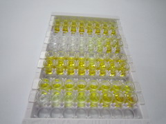 ELISA Kit for Gamma-Aminobutyric Acid A Receptor Alpha 2 (gABRa2)
