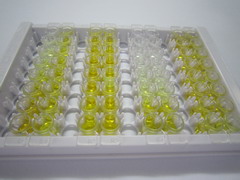ELISA Kit for Small Ubiquitin Related Modifier Protein 1 (SUMO1)