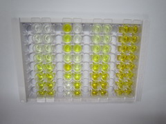 ELISA Kit for Adenosylhomocysteinase (AHCY)