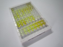 ELISA Kit for Polyamine Oxidase (PAOX)