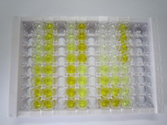 ELISA Kit for Interleukin 18 Binding Protein (IL18BP)