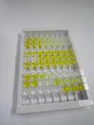 ELISA Kit for Hepatitis A Virus Cellular Receptor 2 (HAVCR2)