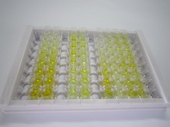 ELISA Kit for LIM And SH3 Protein 1 (LASP1)
