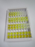 ELISA Kit for Protein Kinase, DNA Activated, Catalytic Polypeptide (PRKDC)