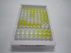 ELISA Kit for Autophagy Related Protein 5 (ATG5)