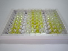 ELISA Kit for Jagged 2 Protein (JAG2)