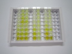 ELISA Kit for Specificity Protein 1 (Sp1)