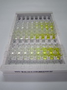 ELISA Kit for Ras Related C3 Botulinum Toxin Substrate 1 (Rac1)