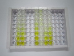 ELISA Kit for Ras Related C3 Botulinum Toxin Substrate 1 (Rac1)