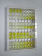 ELISA Kit for Cytochrome P450 3A7 (CYP3A7)