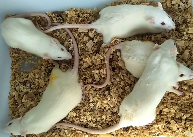 Symptoms of epilepsy in experimental rats