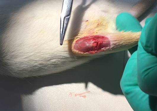 The experimental rats that removed the meniscus were stitched up