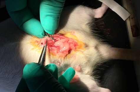 Mouse Intrauterine anoxia