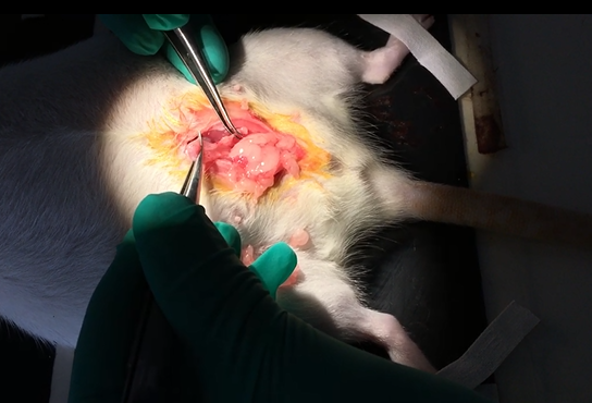 Mouse intrauterine anoxia