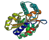 5'-Nucleotidase, Cytosolic III Like Protein (NT5C3L)