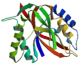 A Kinase Anchor Protein 7 (AKAP7)