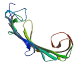 A Kinase Anchor Protein 8 (AKAP8)