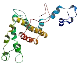 A Kinase Anchor Protein 8 Like Protein (AKAP8L)