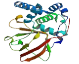 ADP Ribosyltransferase 3 (ART3)