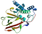 ADP Ribosyltransferase 5 (ART5)