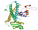 ATPase, H+ Transporting, Lysosomal 42kDa, V1 Subunit C1 (ATP6V1C1)