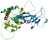 ATPase Class V Type 10B (ATP10B)