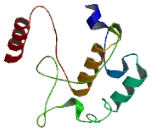 ATPase Family, AAA Domain Containing Protein 5 (ATAD5)