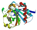 Abhydrolase Domain Containing Protein 14B (ABHD14B)