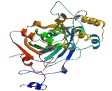 Acyl Coenzyme A Thioesterase 1 (ACOT1)