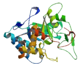 Aldo Keto Reductase Family 1, Member C Like Protein 1 (AKR1CL1)