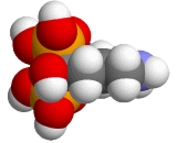 Alendronic Acid (AA)