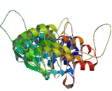 Ankyrin 3, Node Of Ranvier (ANK3)