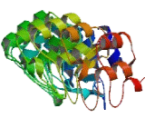 Ankyrin Repeat And Death Domain Containing Protein 1A (ANKDD1A)