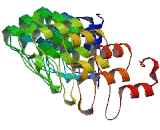 Ankyrin Repeat Domain Protein 55 (ANKRD55)