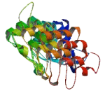 Ankyrin Repeat Domain Protein 61 (ANKRD61)