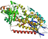 15-Lipoxygenase-2 (15-LO-2)