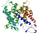 Asparagine Linked Glycosylation Protein 10B (ALG10B)