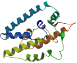 Asparagine Linked Glycosylation Protein 12 (ALG12)